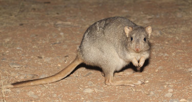 Bettongia lesueur