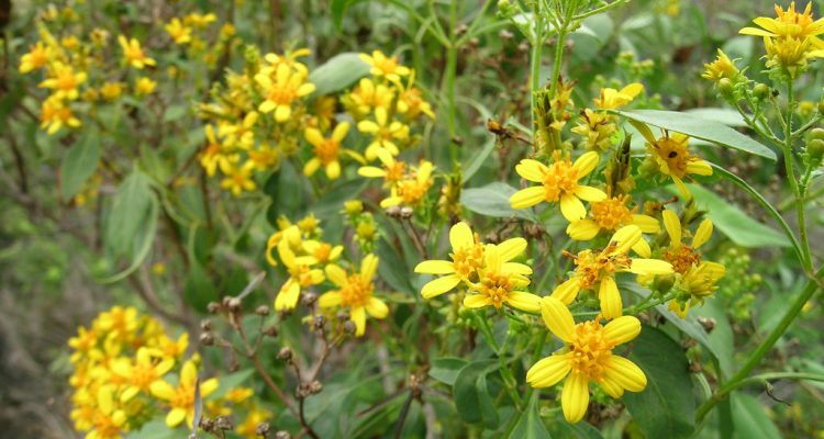 Bidens micrantha ctenophylla