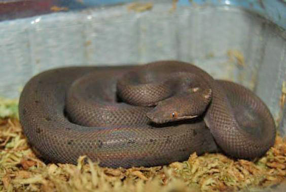 Bolyeria multocarinata