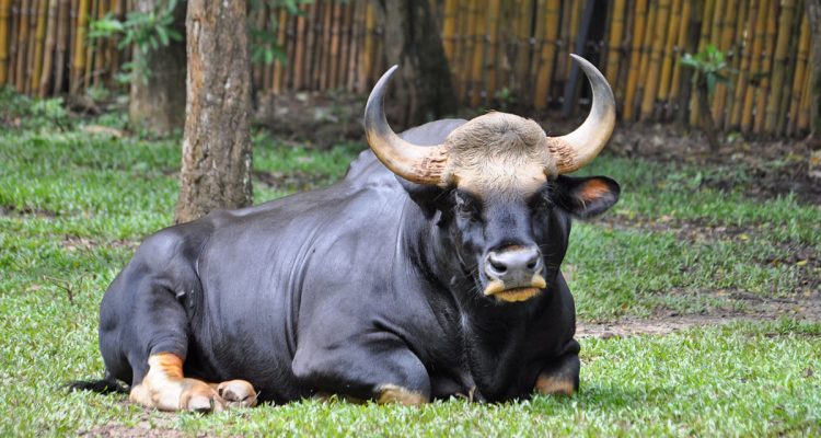 Bos sauveli
