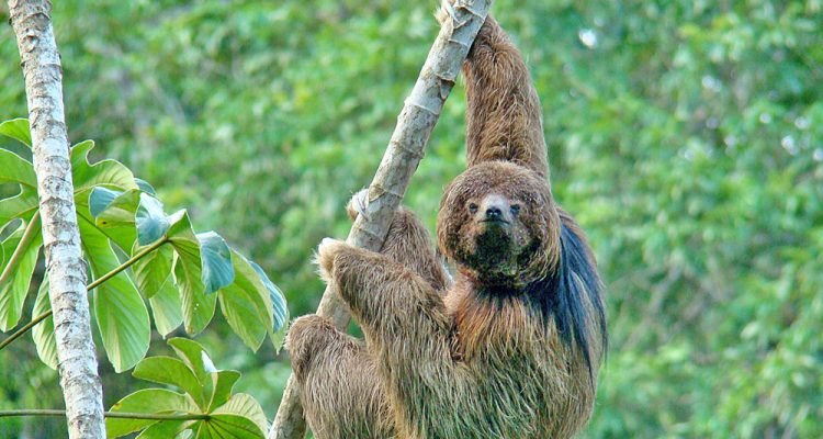 Bradypus torquatus
