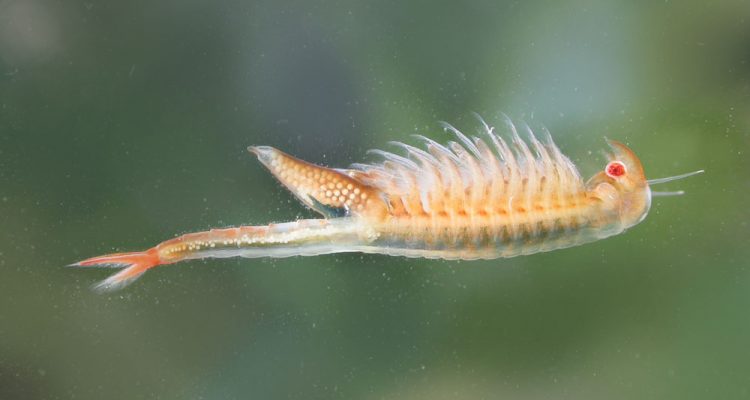 Branchinecta longiantenna