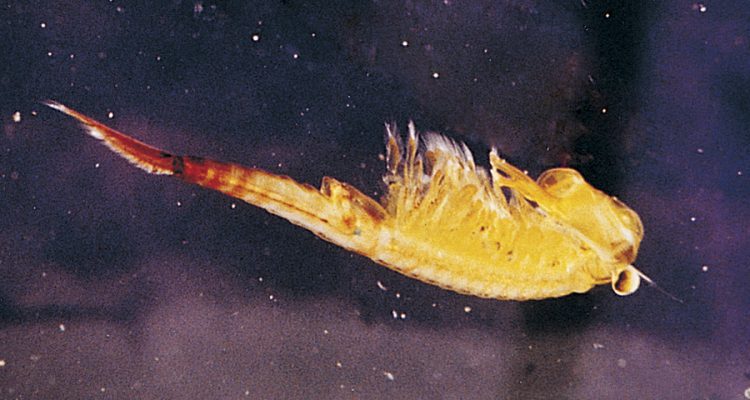 Branchinecta lynchi