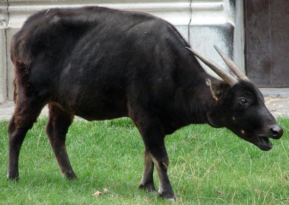 Bubalus depressicornis