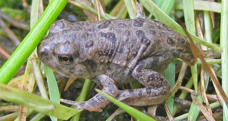 Bufo hemiophrys baxteri
