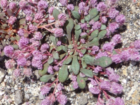 Calyptridium pulchellum