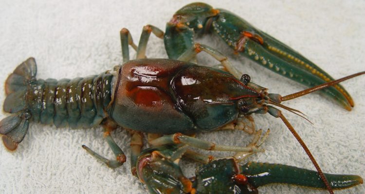 Cambarus veteranus