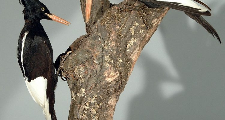 Campephilus imperialis