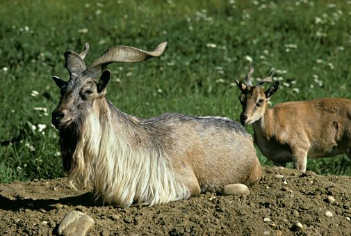 Capra falconeri megaceros