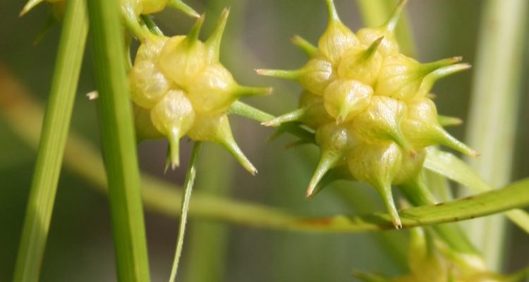 Carex lutea