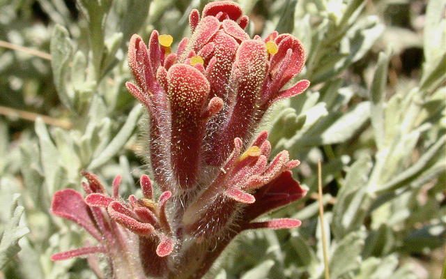 Castilleja cinerea