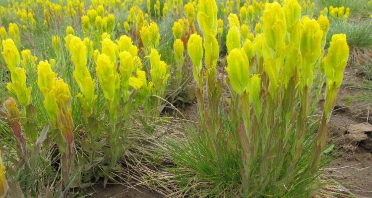 Castilleja levisecta