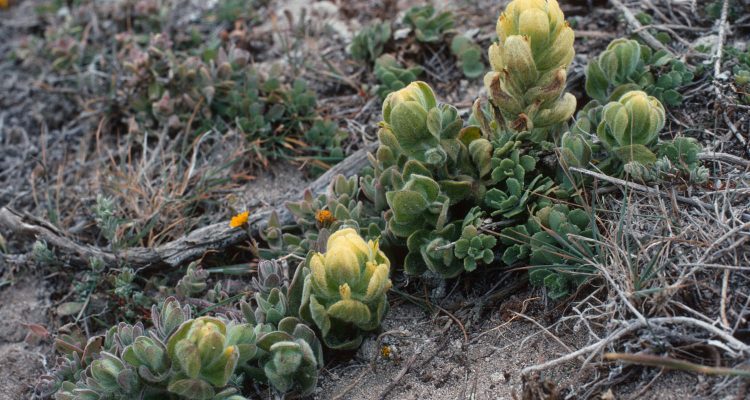 Castilleja mollis