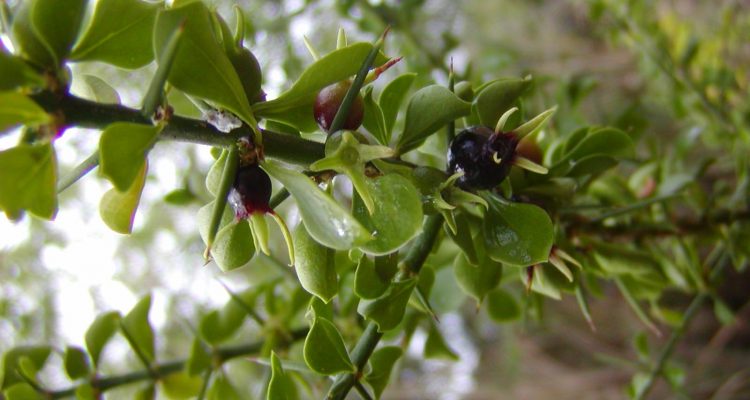 Catesbaea melanocarpa