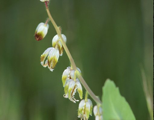 Caulanthus californicus