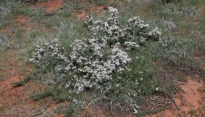 Ceanothus roderickii