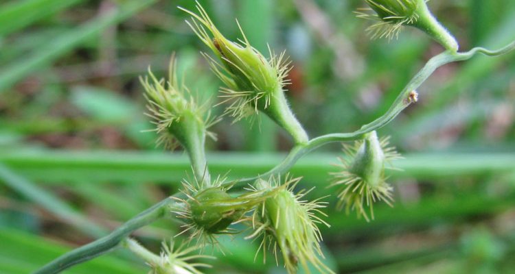 Cenchrus agrimonioides