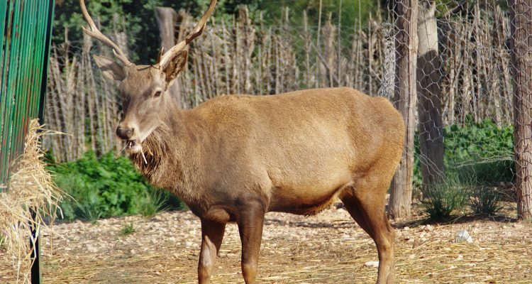 Cervus elaphus barbarus