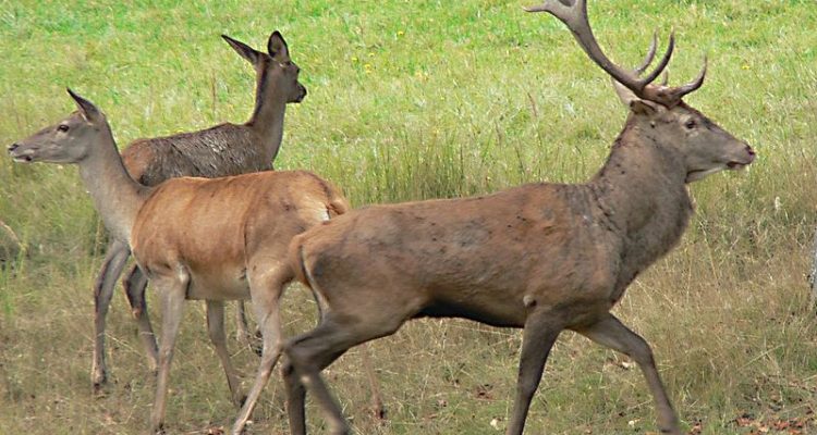 Cervus elaphus wallichi