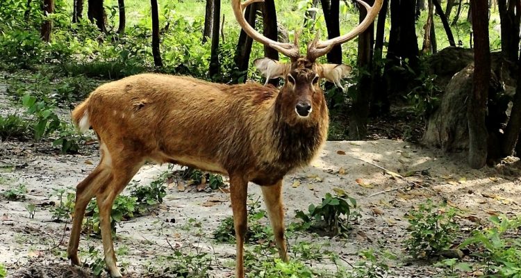 Cervus eldi