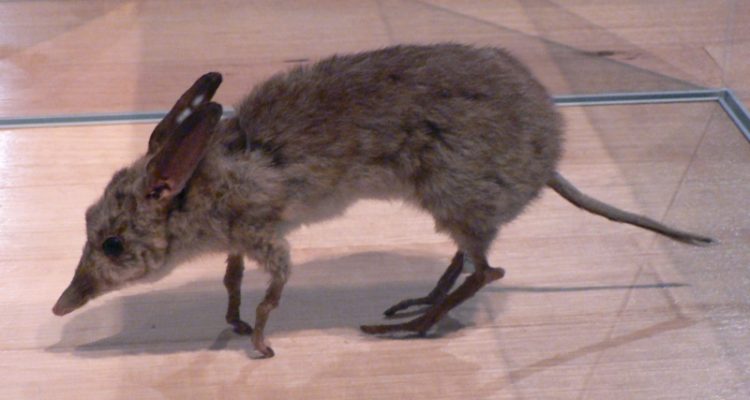 Chaeropus ecaudatus