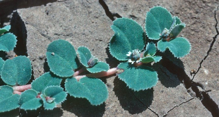 Chamaesyce hooveri