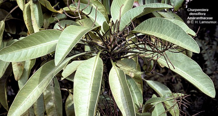 Charpentiera densiflora
