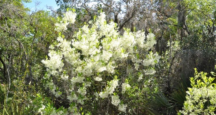 Chionanthus pygmaeus