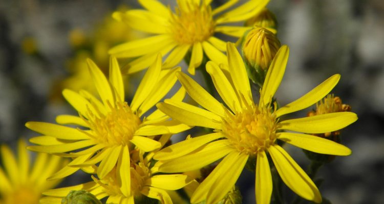 Chrysopsis floridana