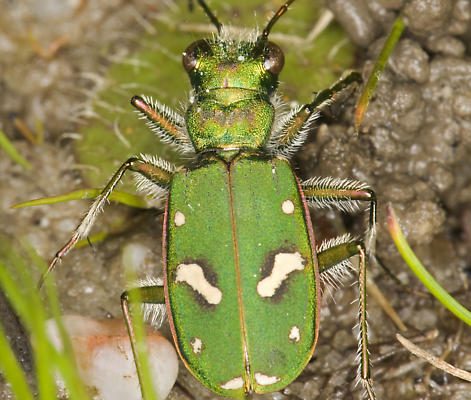 Cicindela ohlone