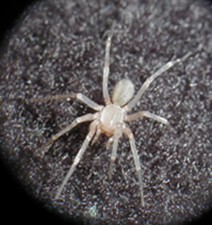 Cicurina madla