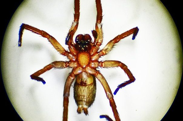 Cicurina vespera