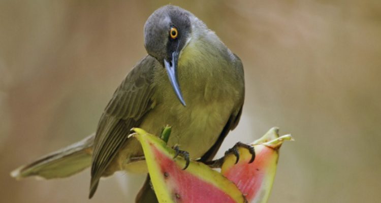 Cinclocerthia ruficauda gutturalis