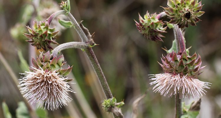 Cirsium fontinale var. obispoense