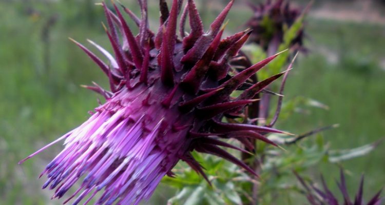 Cirsium vinaceum