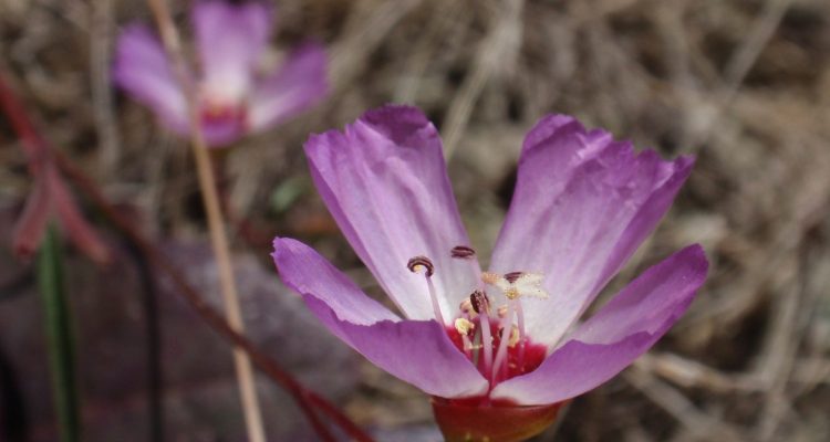 Clarkia franciscana