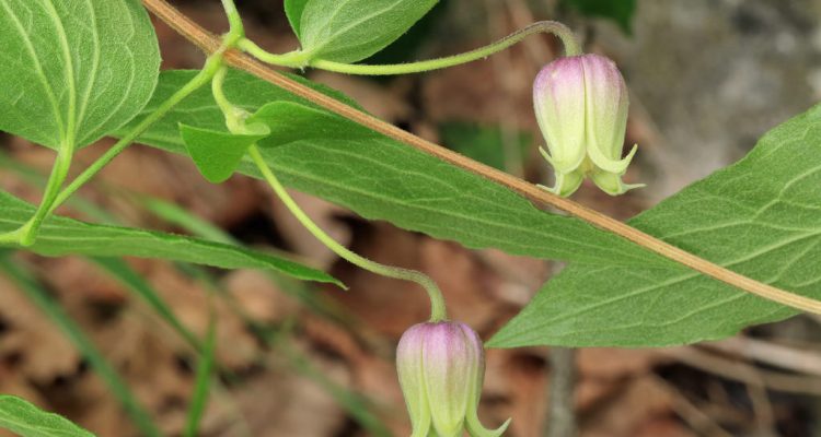 Clematis morefieldii
