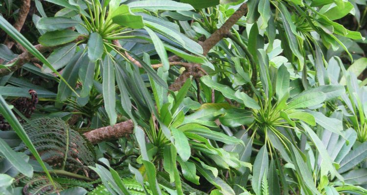 Clermontia oblongifolia ssp. mauiensis