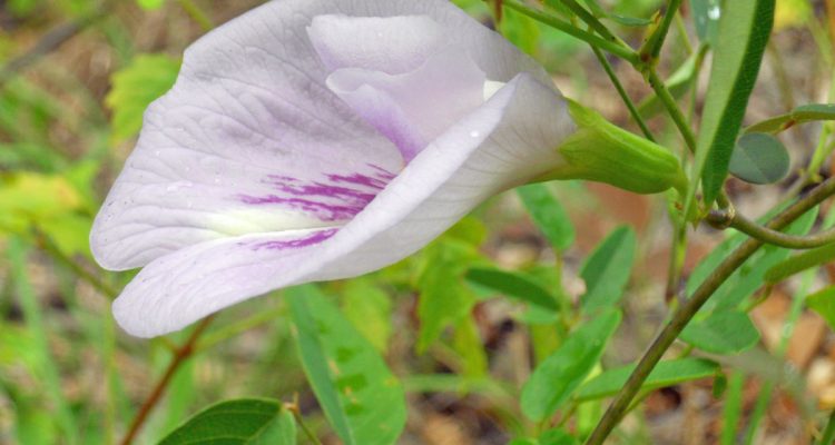 Clitoria fragrans