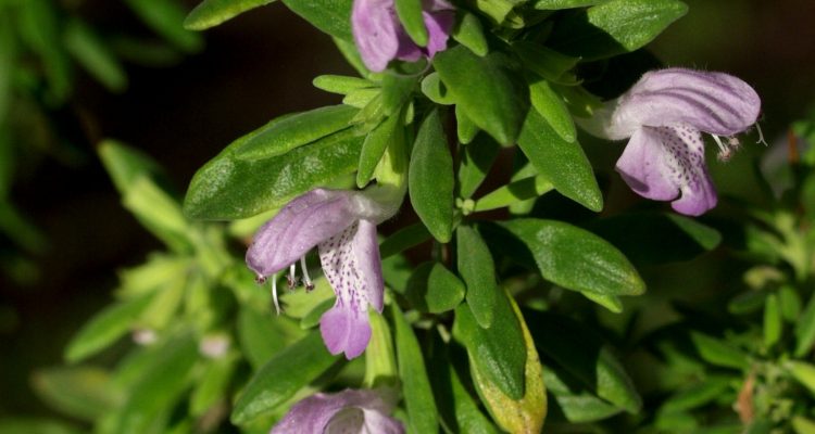 Conradina etonia