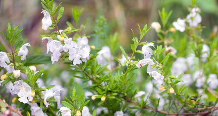 Conradina glabra