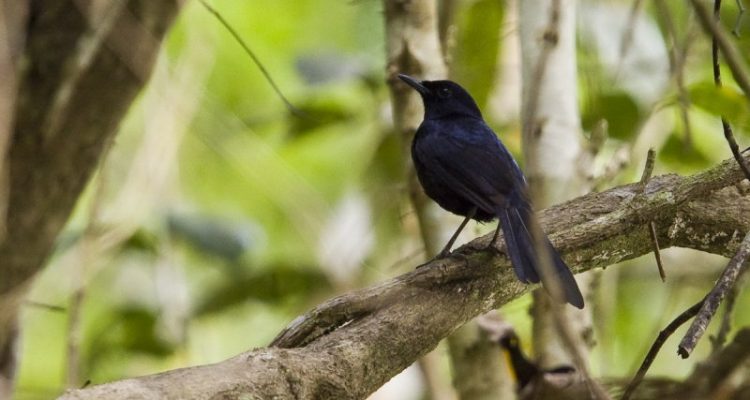 Copsychus niger cebuensis