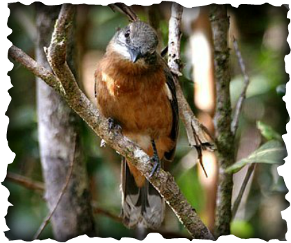 Coquus typicus