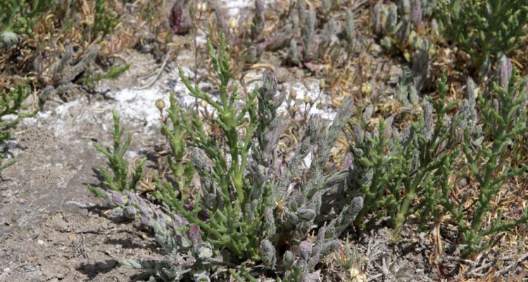 Cordylanthus palmatus