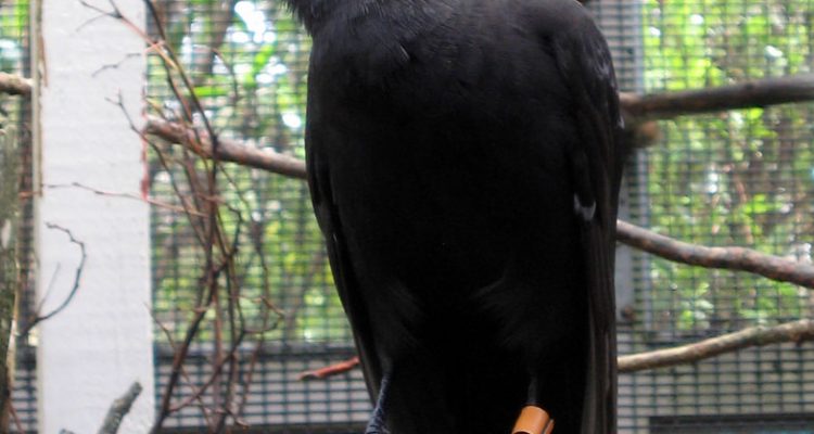 Corvus hawaiiensis