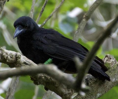 Corvus kubaryi