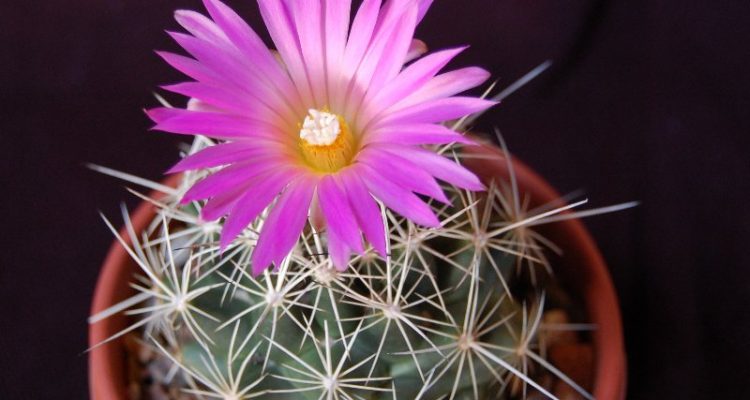 Coryphantha ramillosa