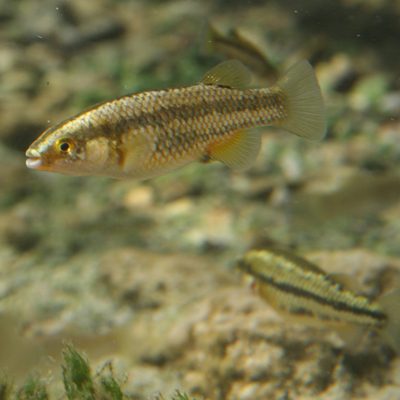 Crenichthys baileyi grandis