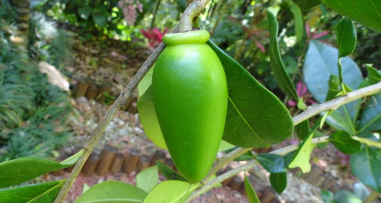 Crescentia portoricensis