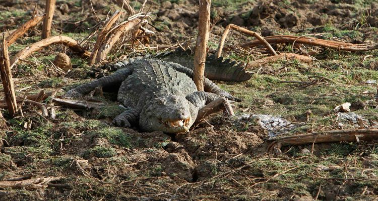 Crocodylus palustris kimbula